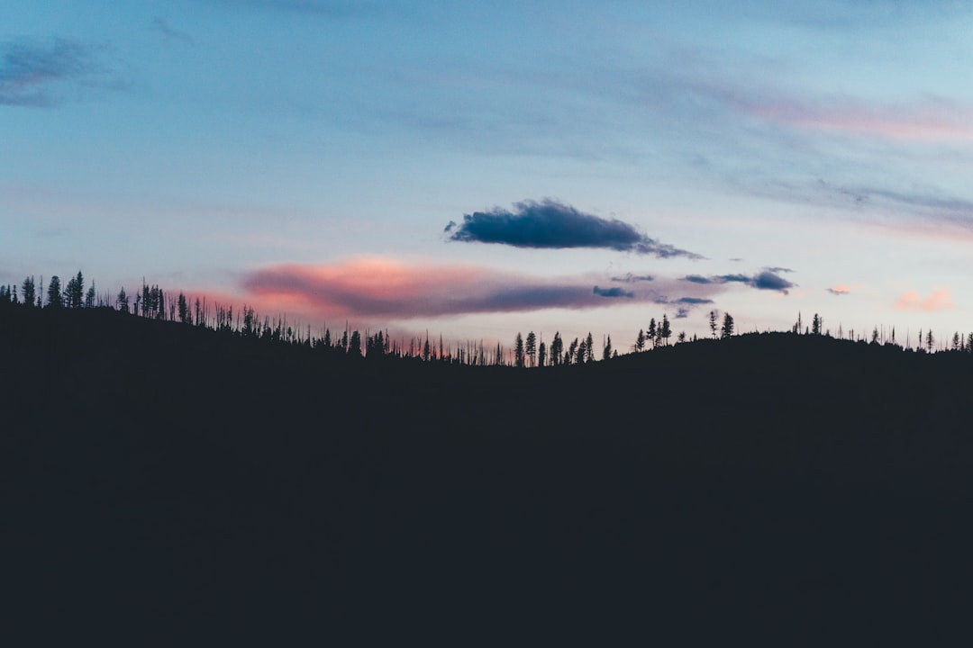 silhouette of trees during sunset