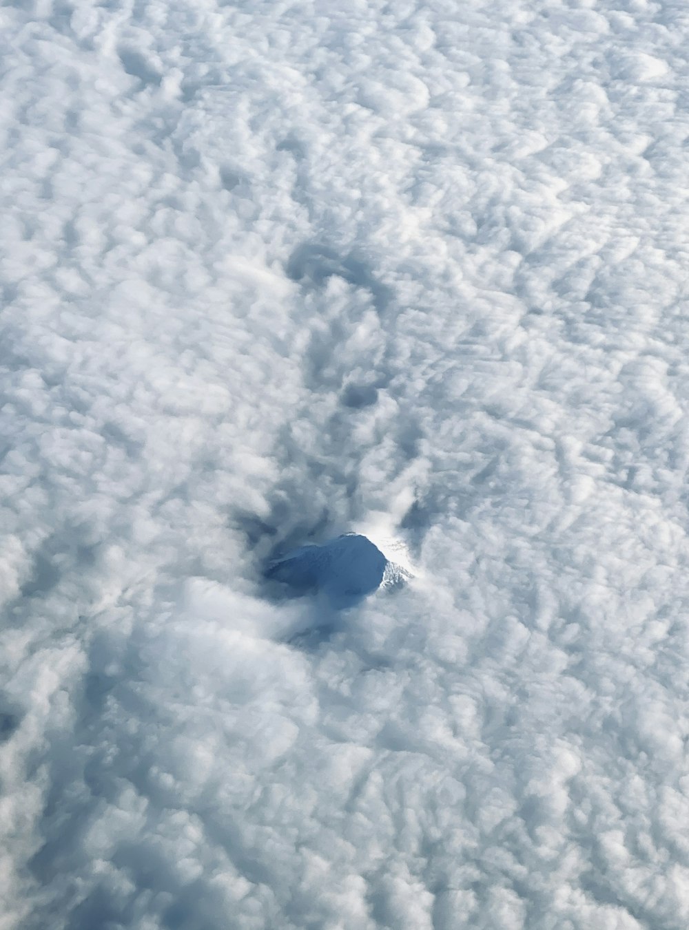 black bird on white snow