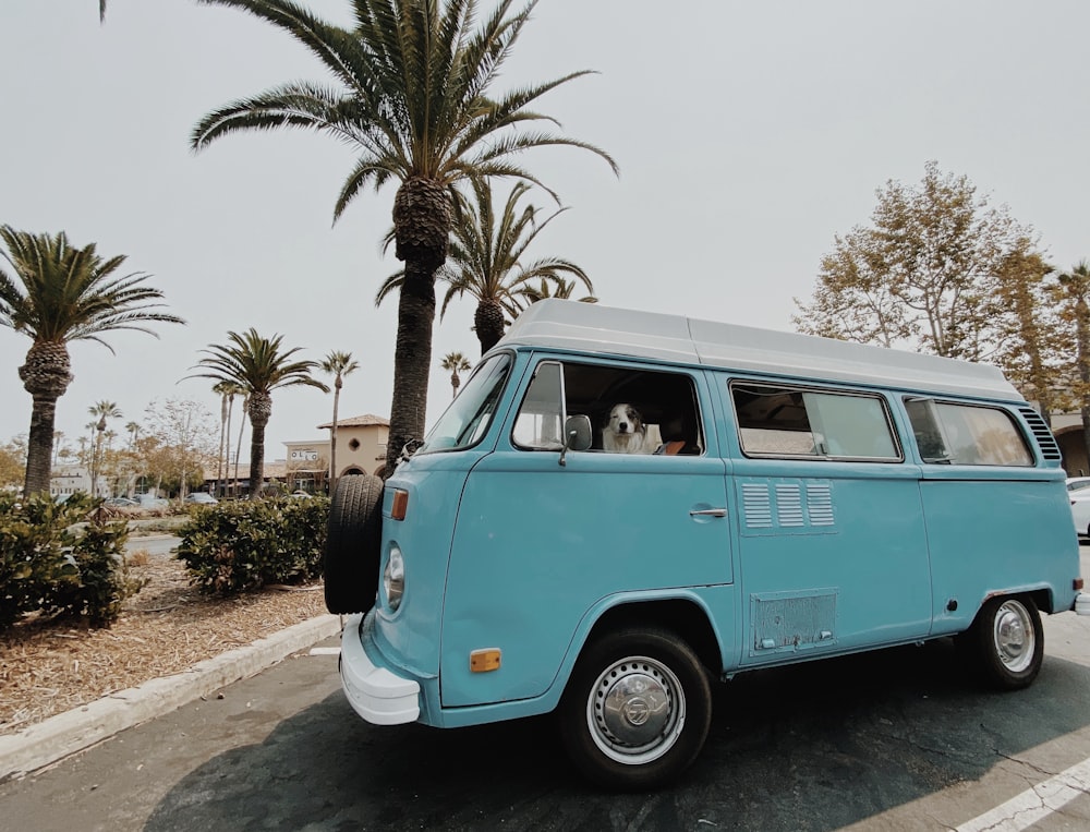 teal and white volkswagen t-2 van parked beside palm trees during daytime