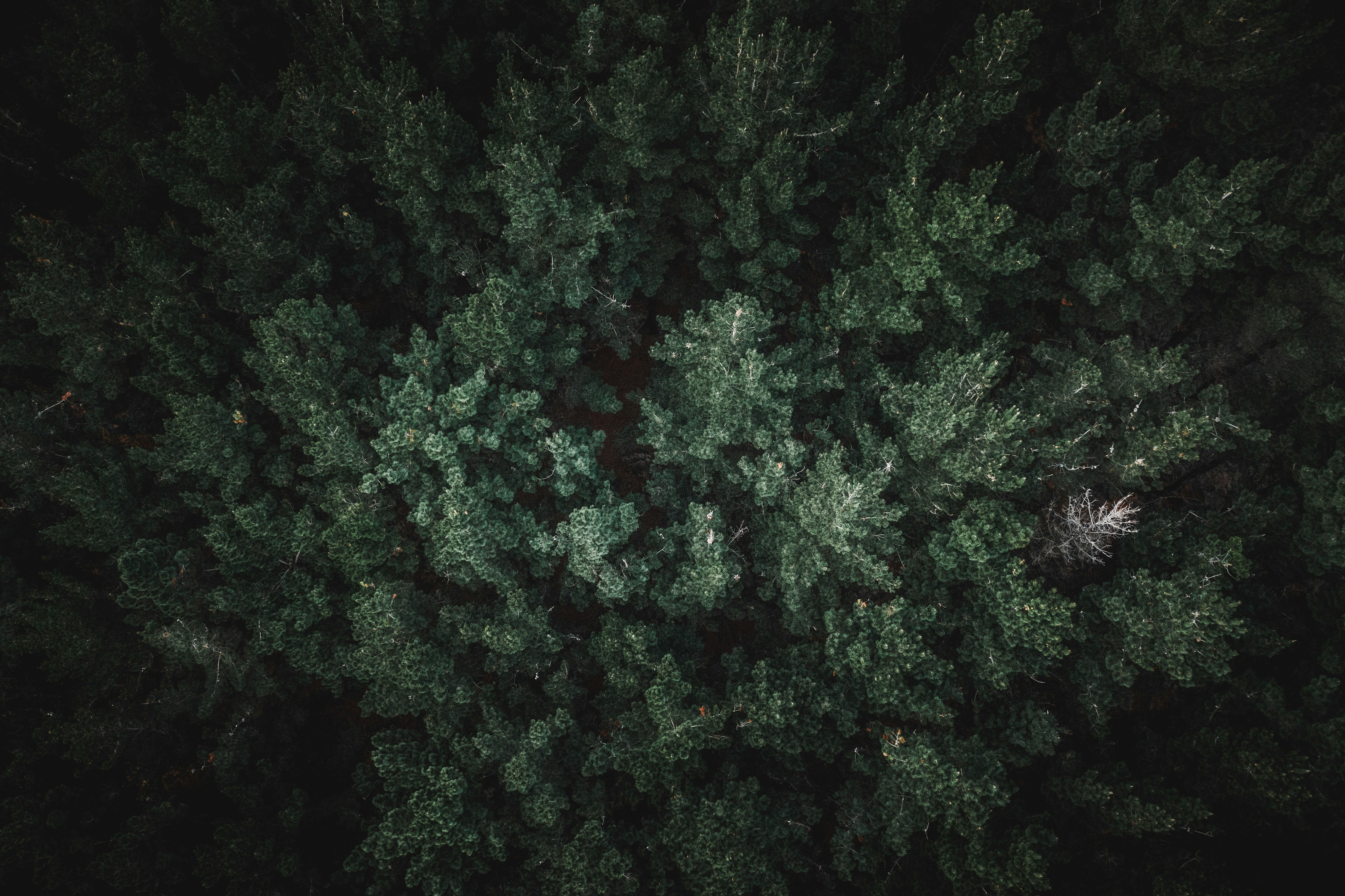 green trees during day time