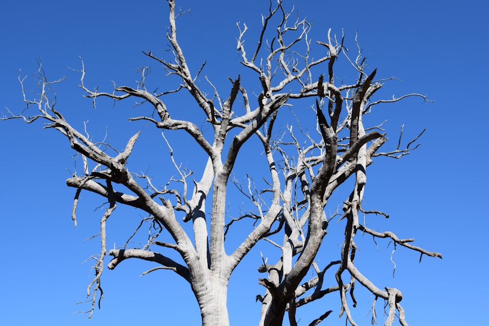 brown leafless tree under blue sky during daytime