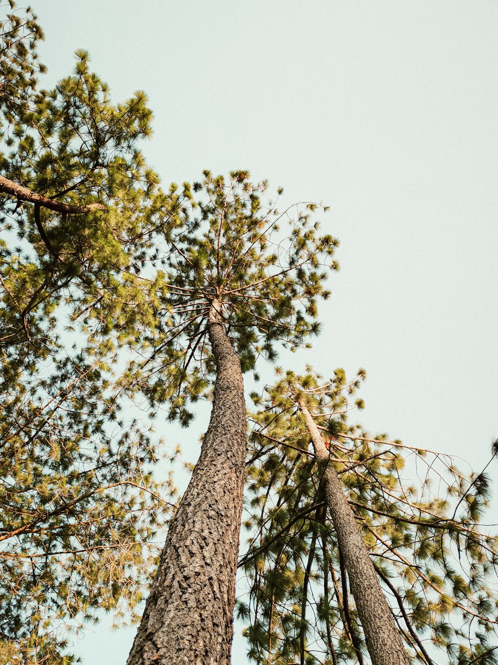 green tree under white sky during daytime