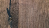 Aerial view of a large agricultural field with a combine harvester. The machine is moving through the rows of crops, leaving parallel lines in its wake. The field appears vast, with uniform rows stretching across the landscape.