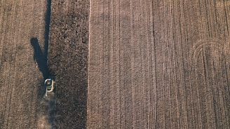 Aerial view of a large agricultural field with a combine harvester. The machine is moving through the rows of crops, leaving parallel lines in its wake. The field appears vast, with uniform rows stretching across the landscape.