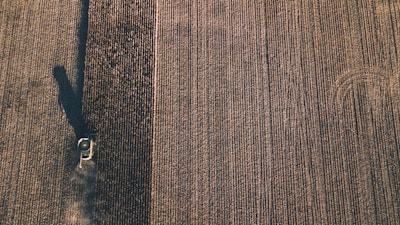 Aerial view of a large agricultural field with a combine harvester. The machine is moving through the rows of crops, leaving parallel lines in its wake. The field appears vast, with uniform rows stretching across the landscape.