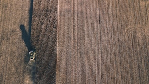 A wide shot of an expansive field with multiple autonomous rovers working simultaneously among rows of crops.