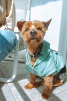 A small dog wearing a light blue hoodie sits on a tiled floor, looking directly at the camera. Sunlight is streaming in, casting shadows around the scene. A person in jeans is partially visible, sitting nearby.