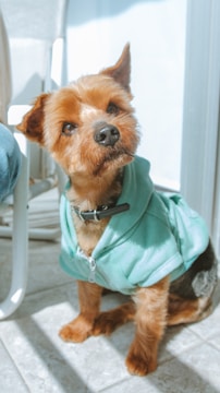 brown long coated small dog in teal hoodie