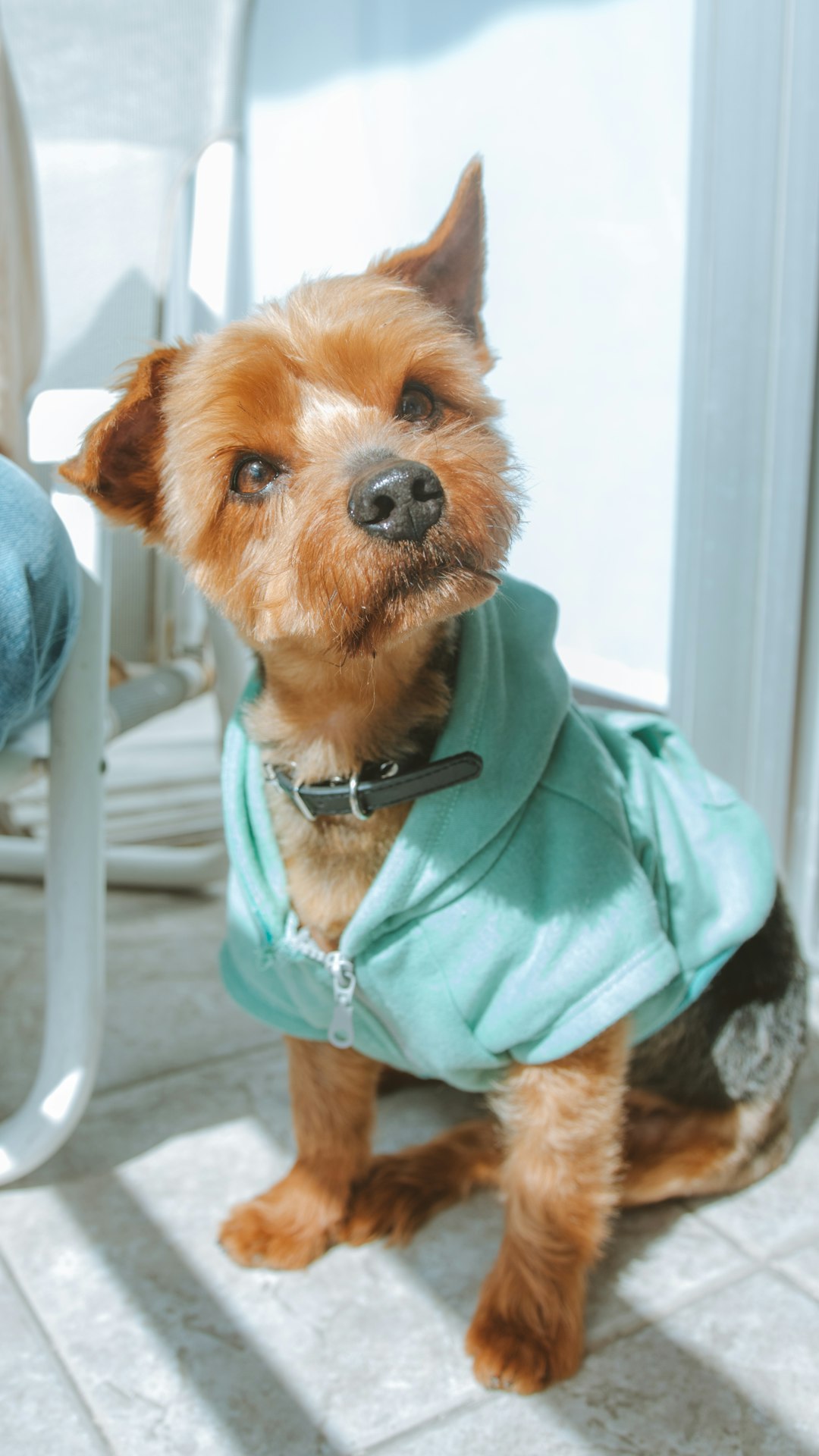 brown long coated small dog in teal hoodie