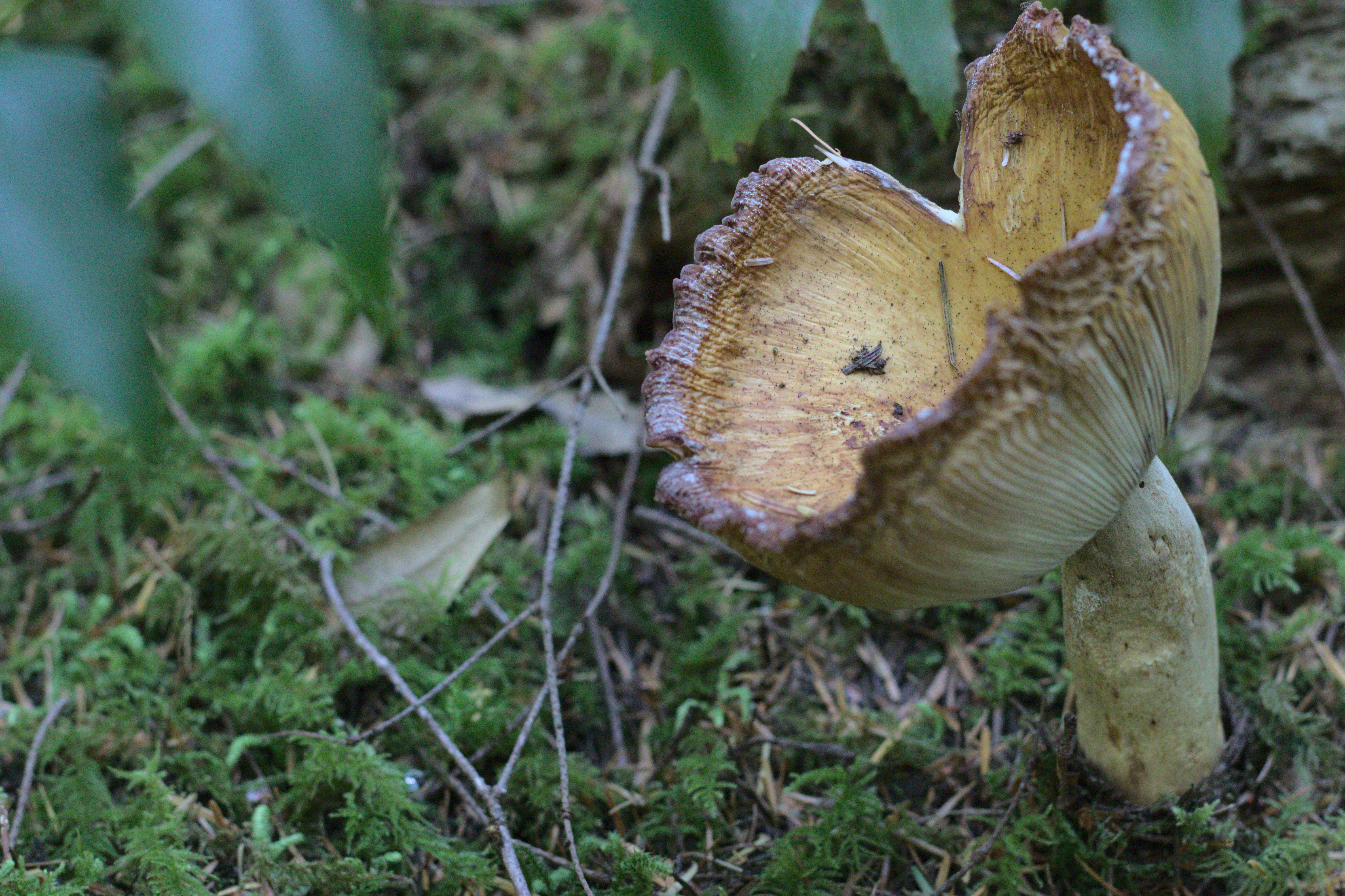 brown and white mushroom in close up photography