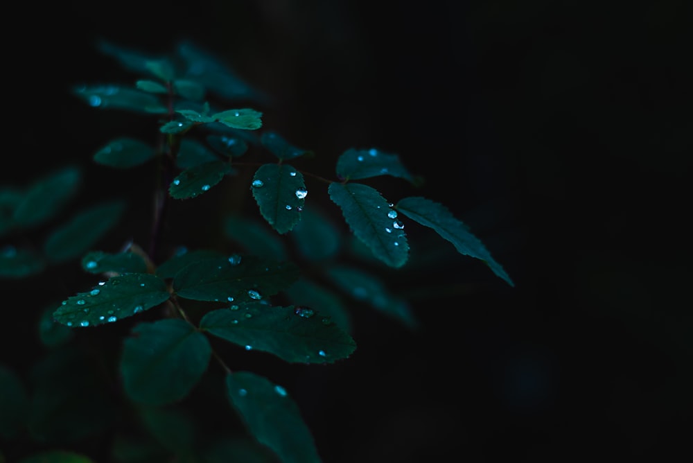 red leaves with water droplets