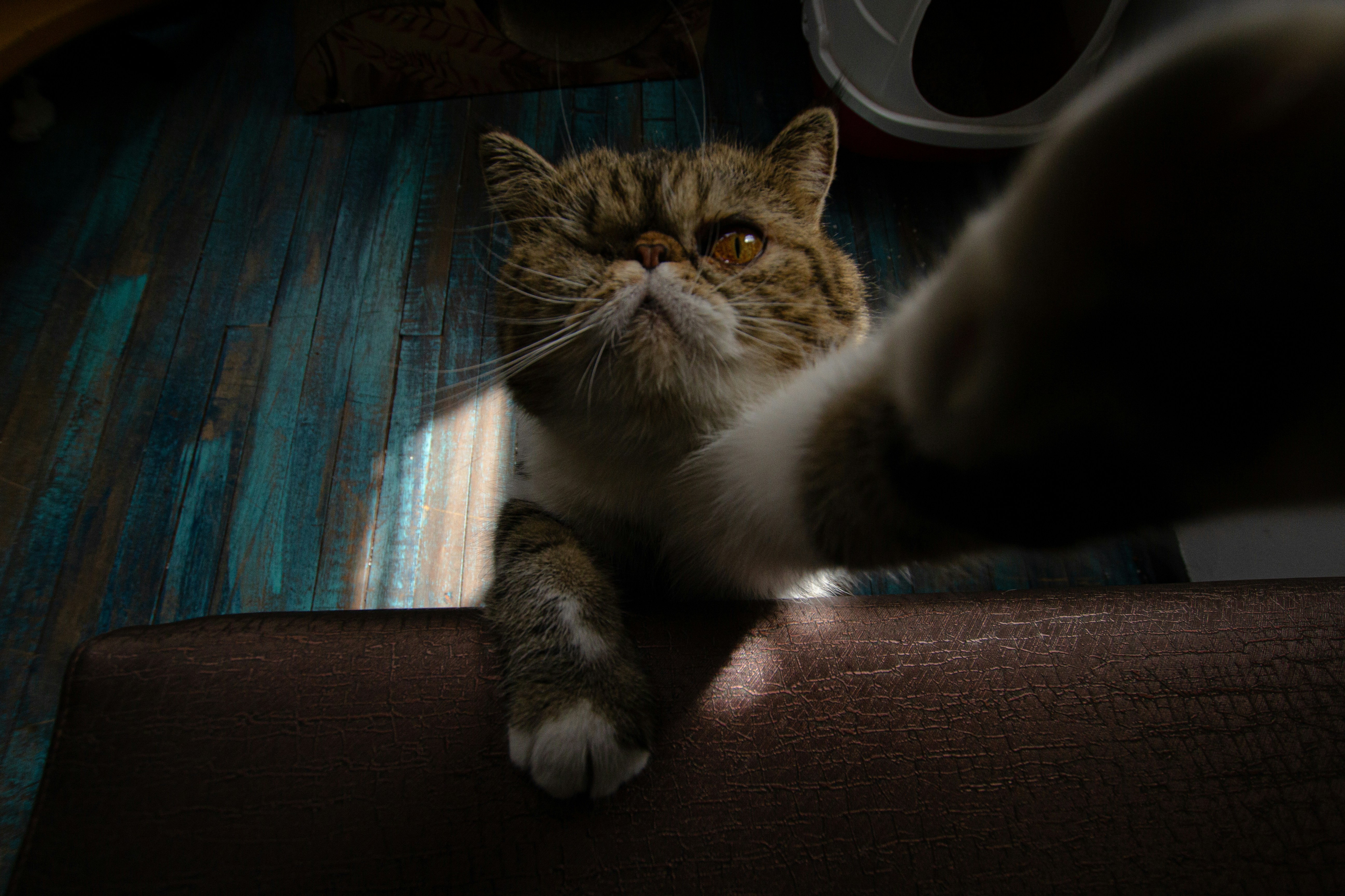 What To Expect At The End Of Your Cat’s Life