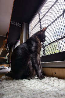 Chat noir assis sur un tapis blanc moelleux, regardant à travers une fenêtre grillagée