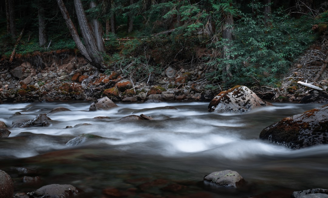 water stream in the middle of forest