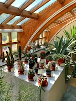 A sunny indoor conservatory with a variety of cacti and succulents arranged in small pots on a white display table. The room features large wooden beams and slanted glass windows, creating a greenhouse effect with abundant natural light.
