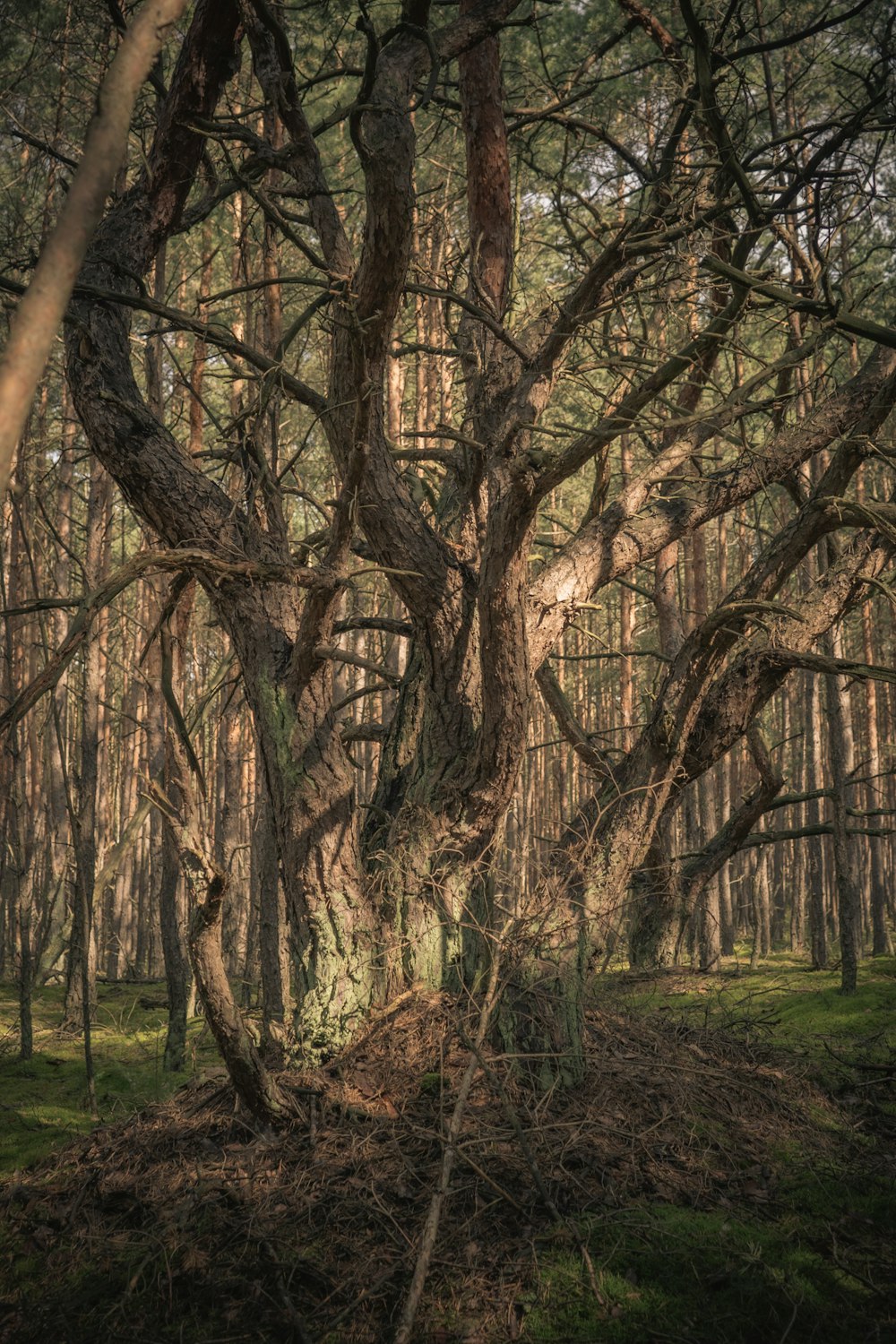 Arbres bruns sur un champ d’herbe verte pendant la journée