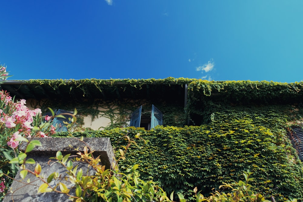 green plants on brown wooden house