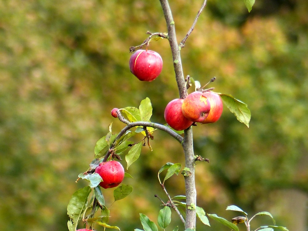 red apple fruit on tree branch