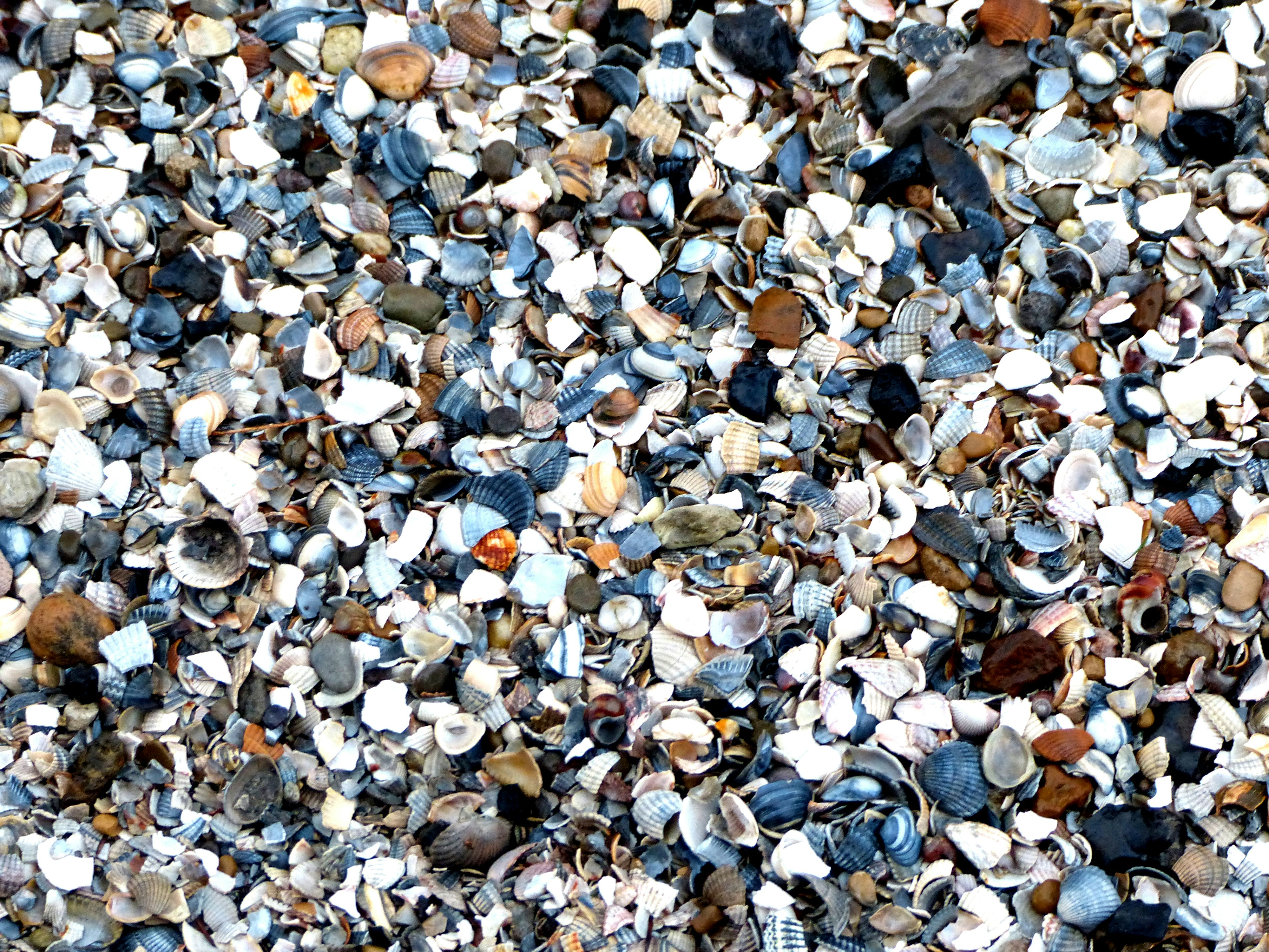 white and gray pebbles on ground