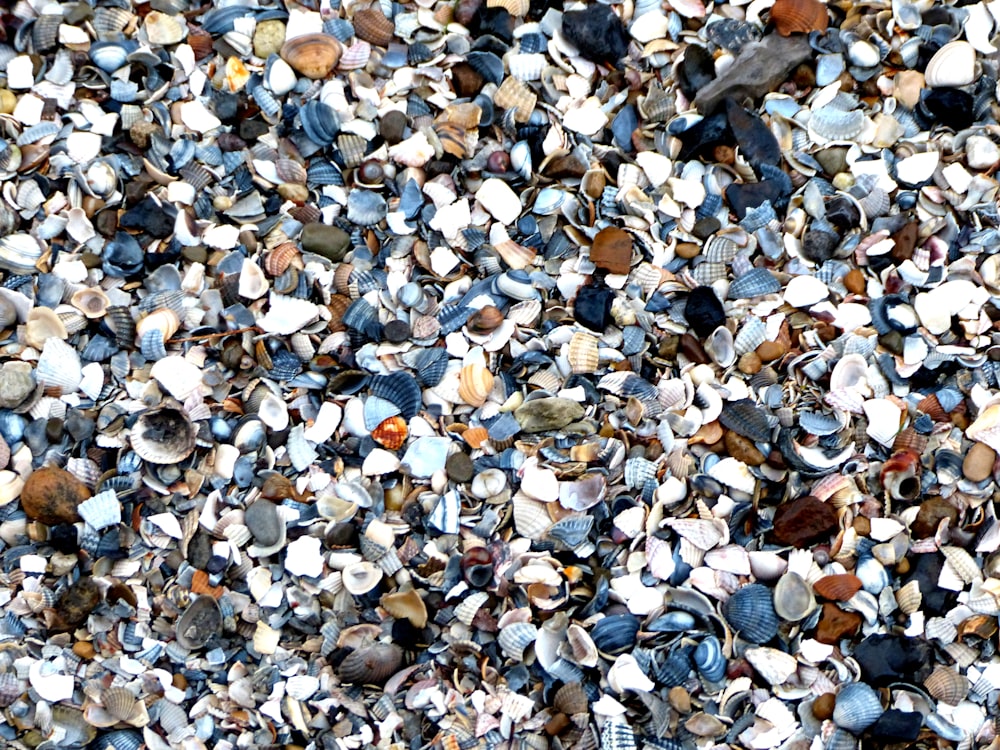 white and gray pebbles on ground