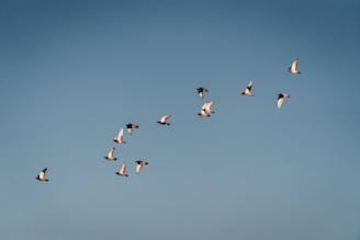 flock of birds flying under blue sky during daytime