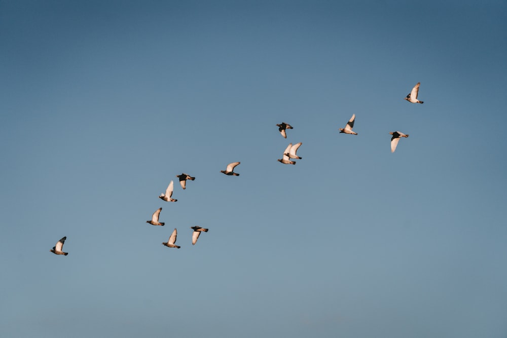 flock of birds flying under blue sky during daytime