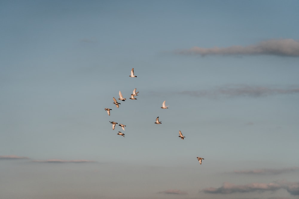 昼間の青空の下を飛ぶ鳥たち