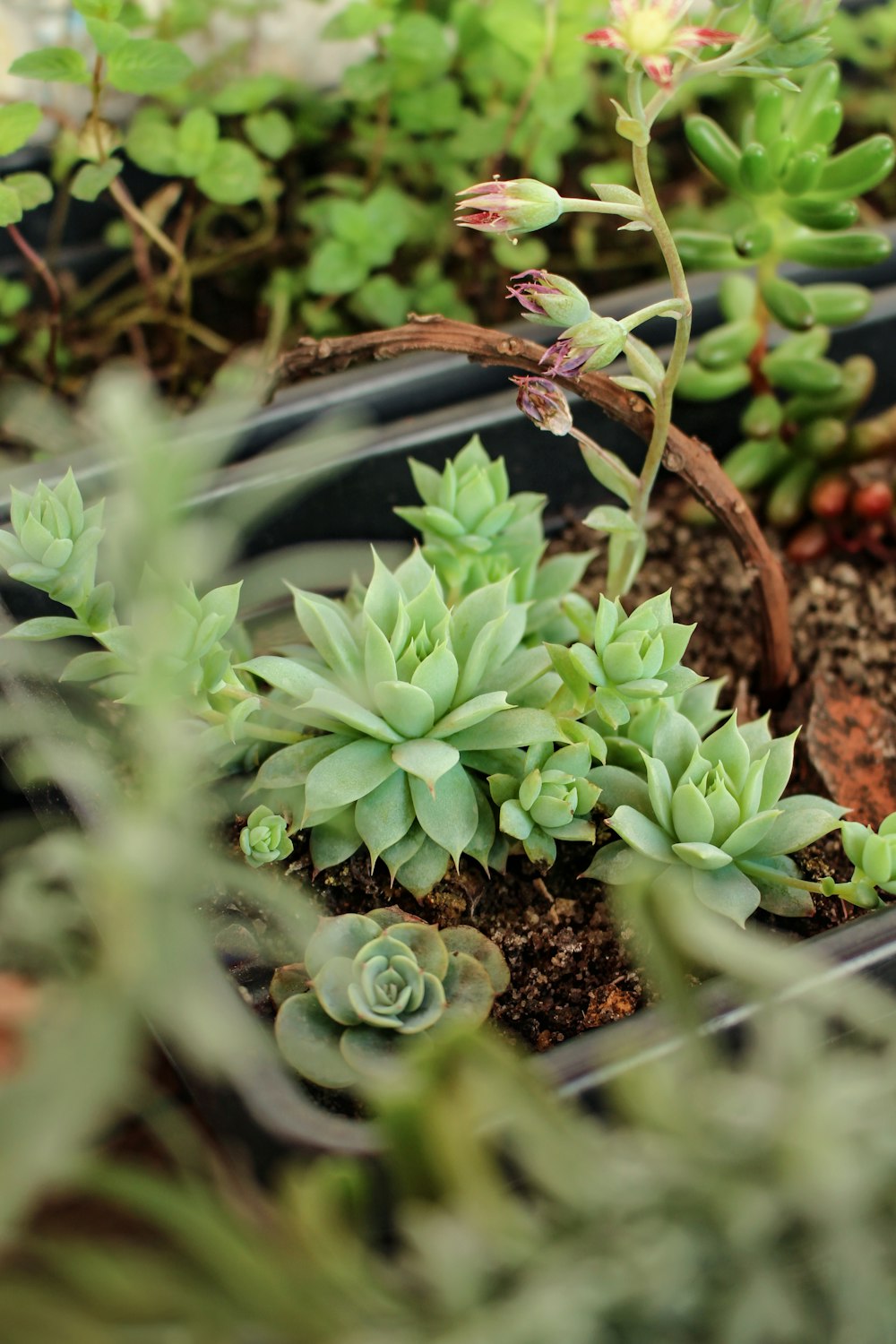 green plant on brown soil