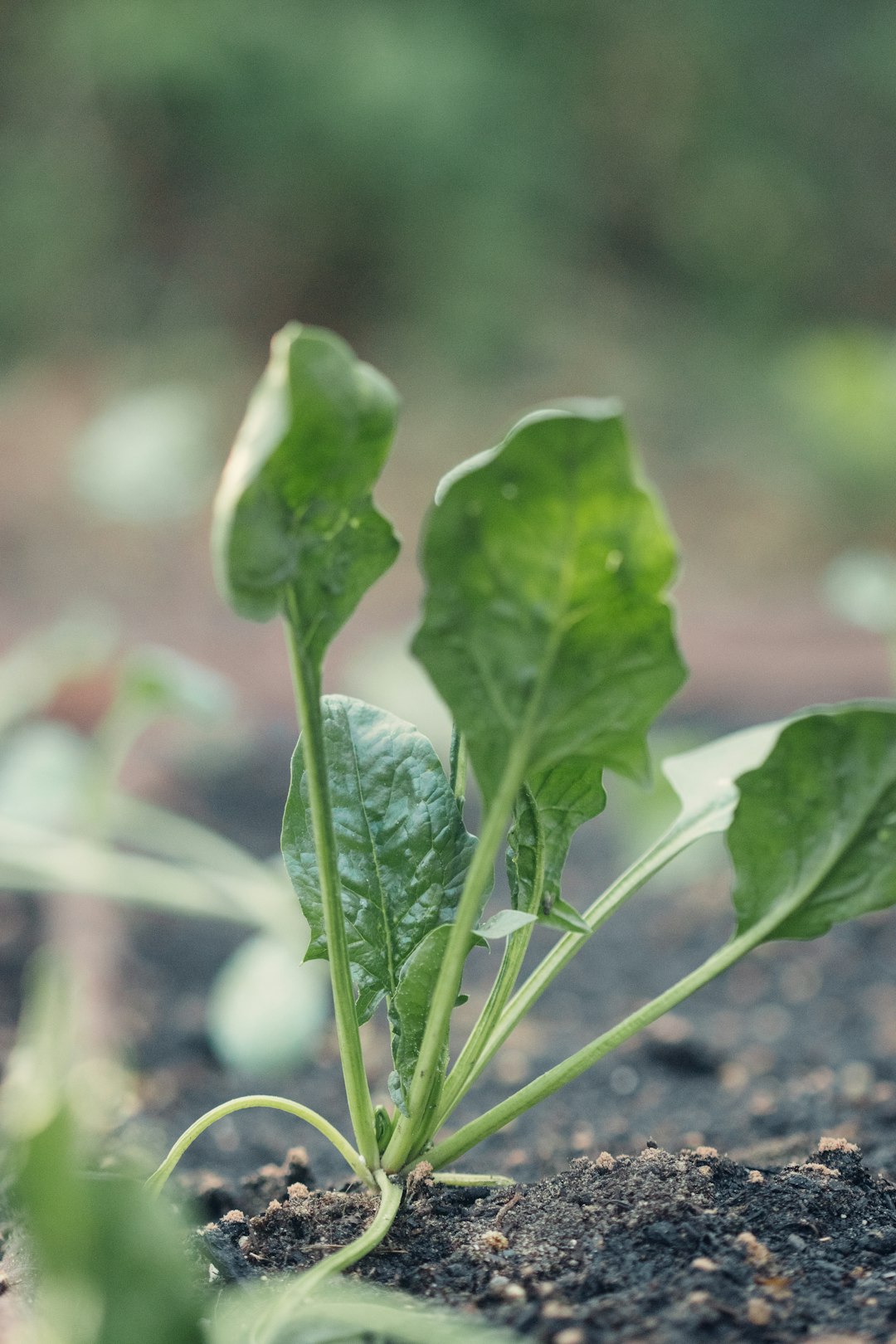 green leaf plant in close up photography