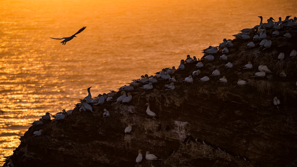 oiseau noir sur le rivage rocheux pendant la journée