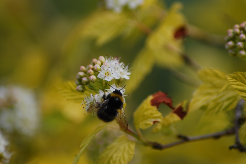 black and yellow bee on yellow flower