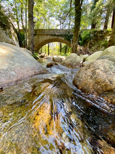 brown wooden bridge over river