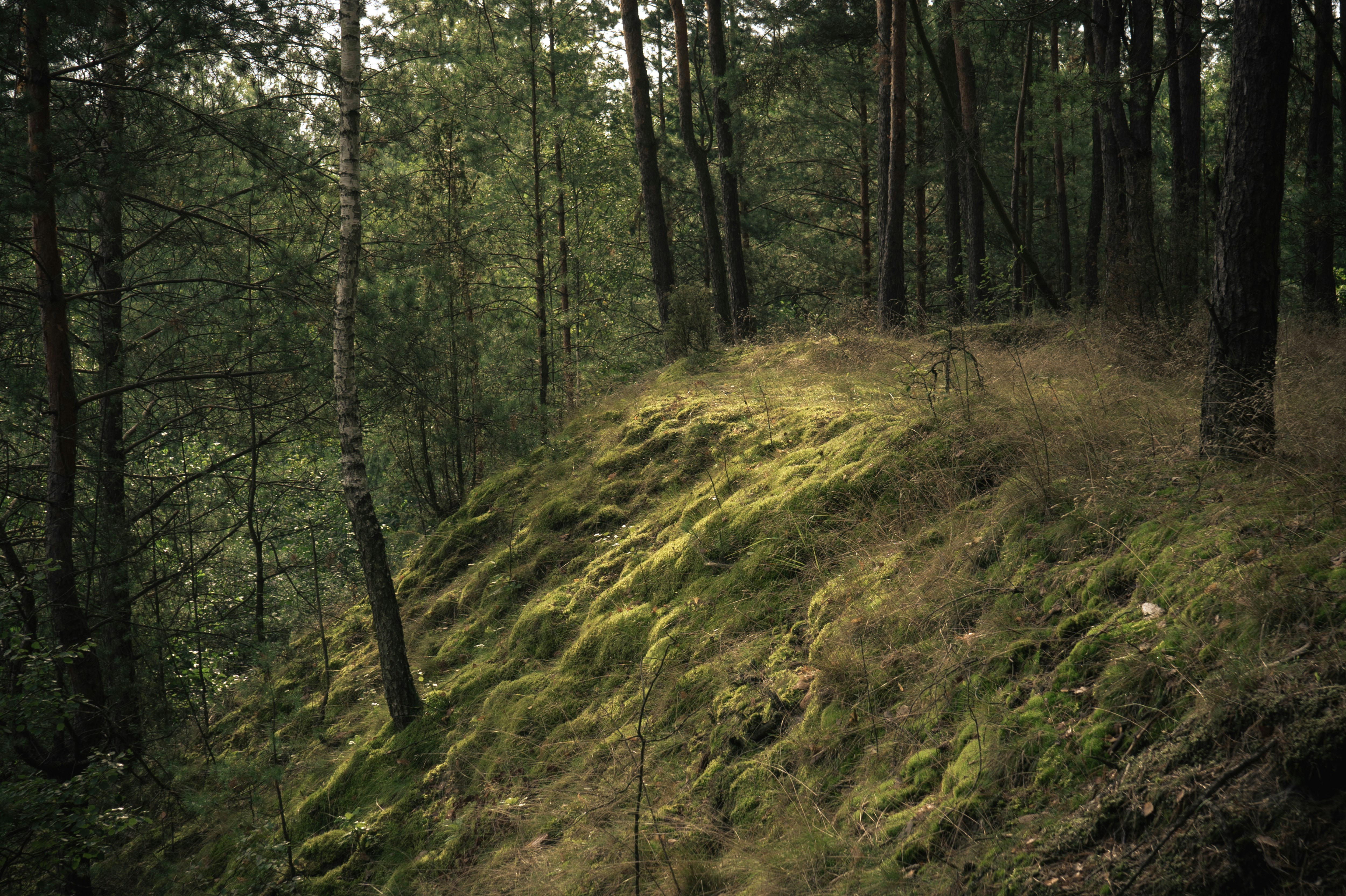 green grass and trees during daytime
