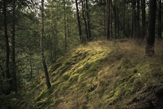 A lush, green forest scene with tall trees and a hill covered in moss and grassy vegetation. Sunlight filters through the canopy, creating dappled patterns on the forest floor. The environment appears dense and serene, typical of a quiet woodland area.