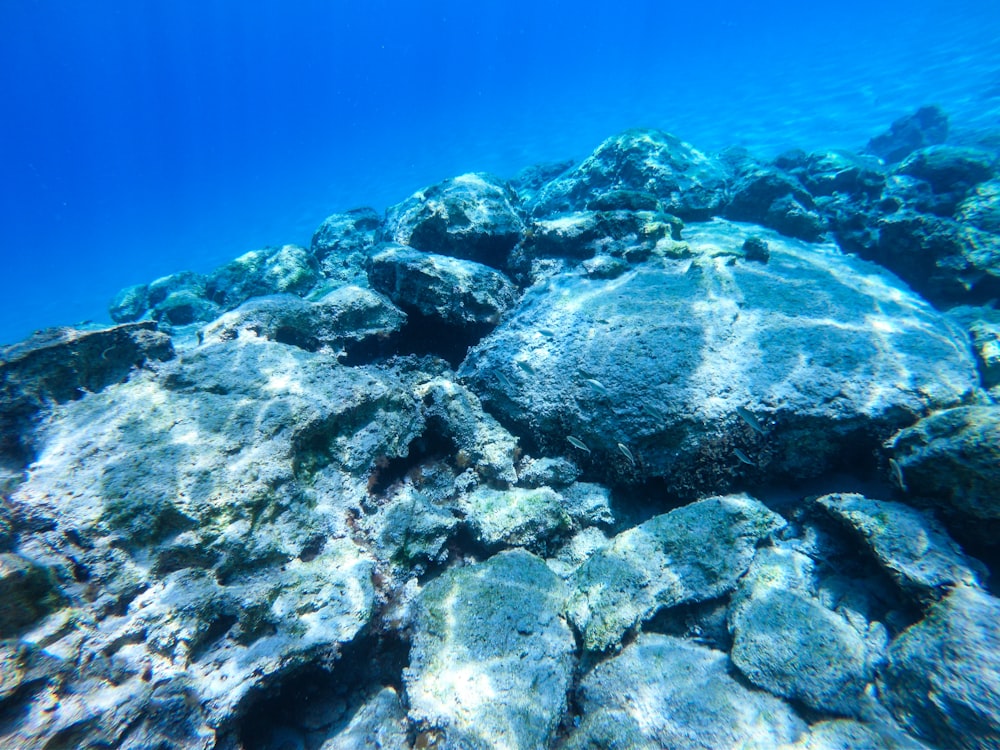 gray and black coral reef under water