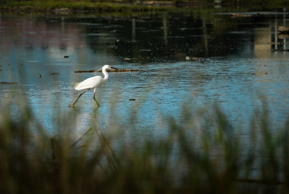 white bird on water during daytime