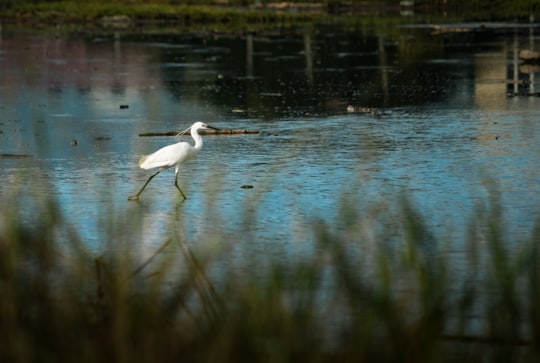 white bird on water during daytime in Banda Aceh Indonesia