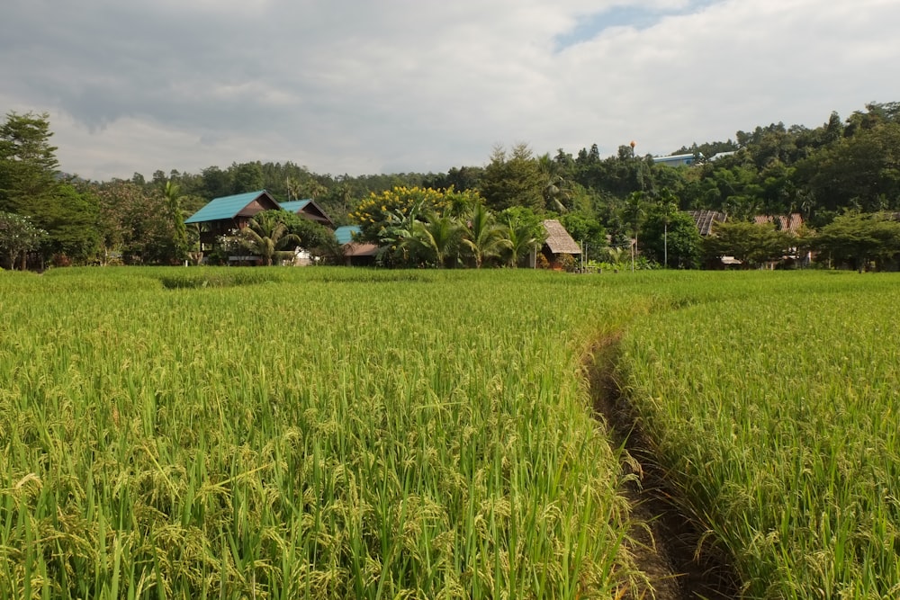 green grass field near houses during daytime