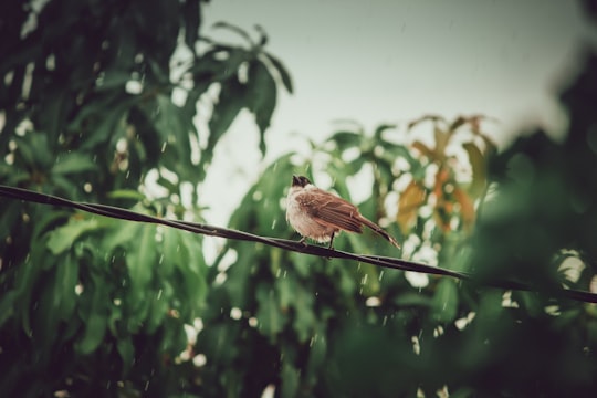 brown and white bird on black wire during daytime in Banda Aceh Indonesia