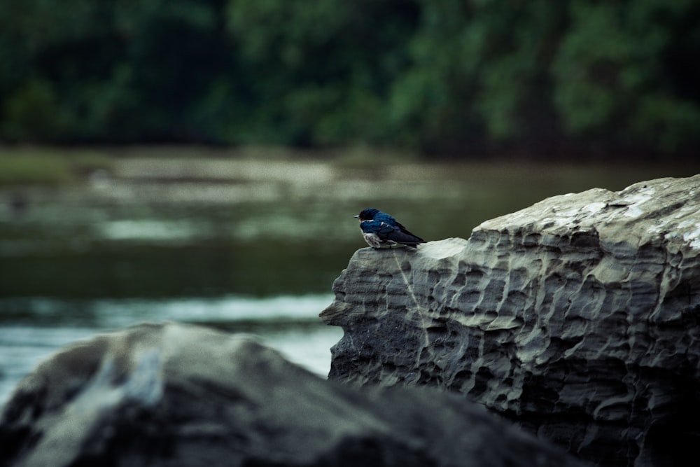 blue bird on gray rock near body of water during daytime
