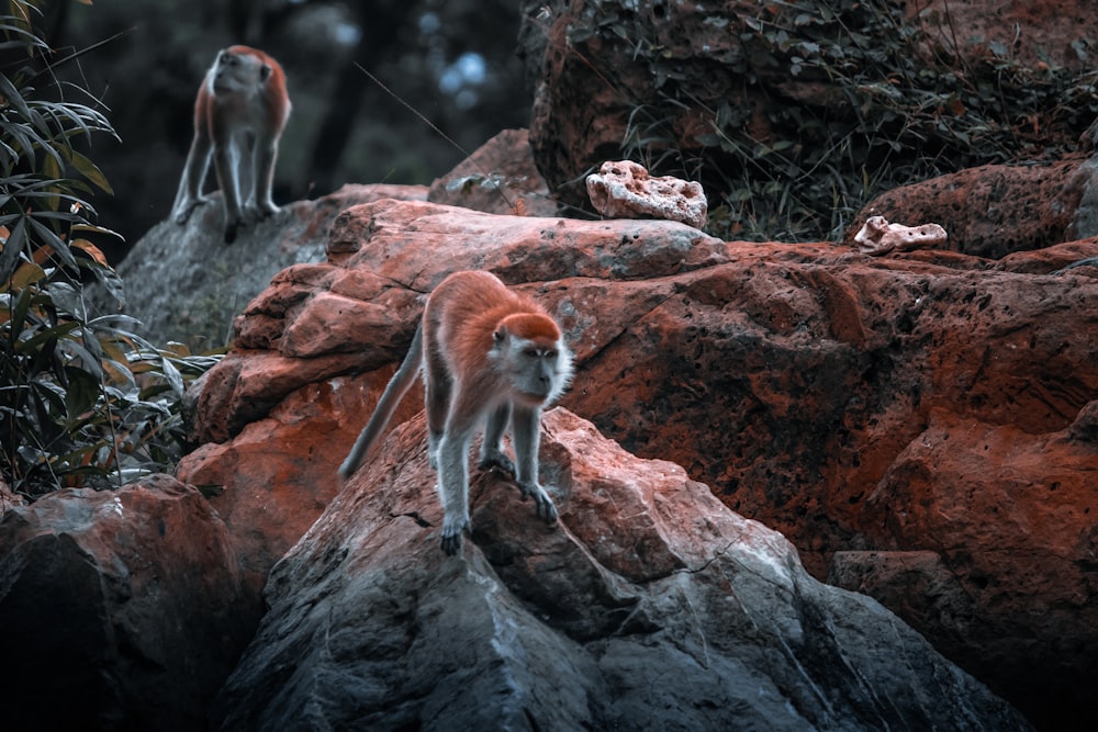 white and brown monkey on brown rock