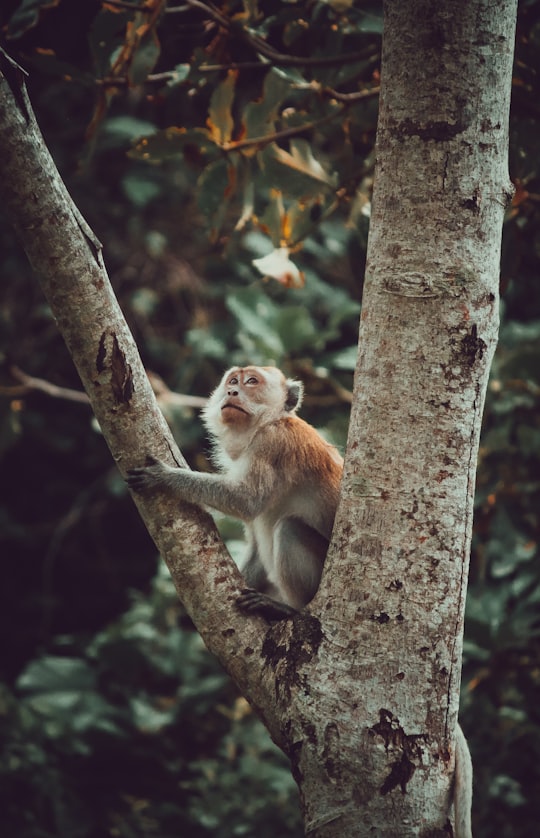 photo of Aceh Besar Wildlife near Masjid Raya Baiturrahman