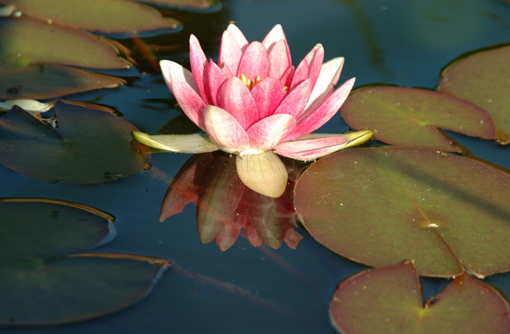 pink lotus flower on water