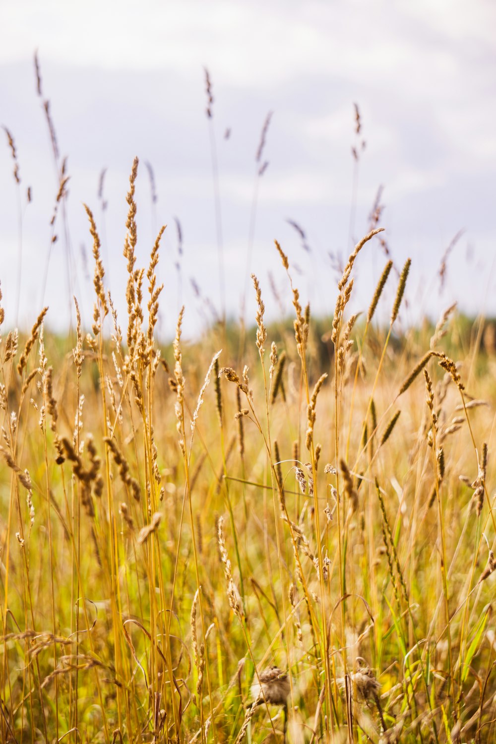 brown wheat field during daytime