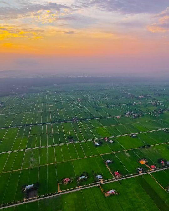 green grass field during sunset in Sekinchan Malaysia