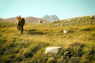 a brown horse standing on top of a lush green field