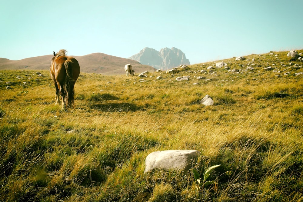 a brown horse standing on top of a lush green field