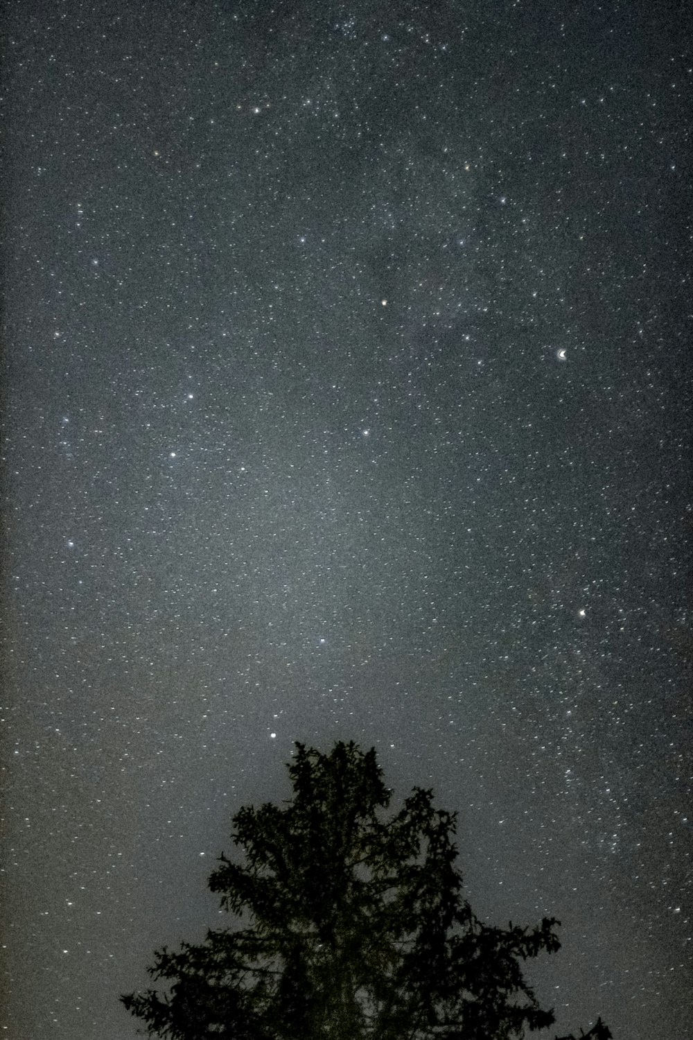 green tree under starry night