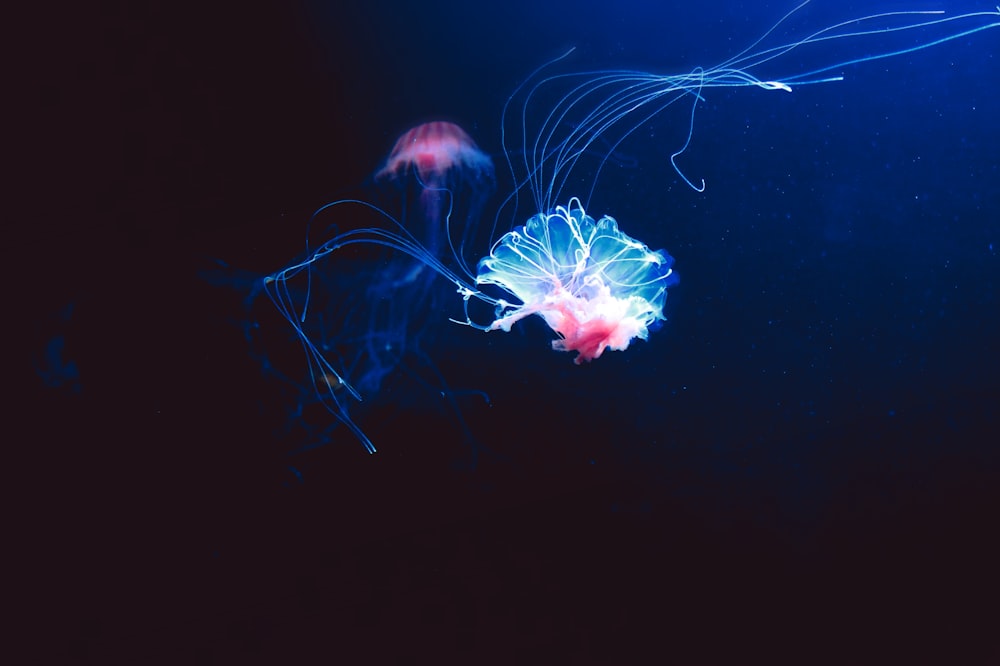 pink jellyfish in blue water