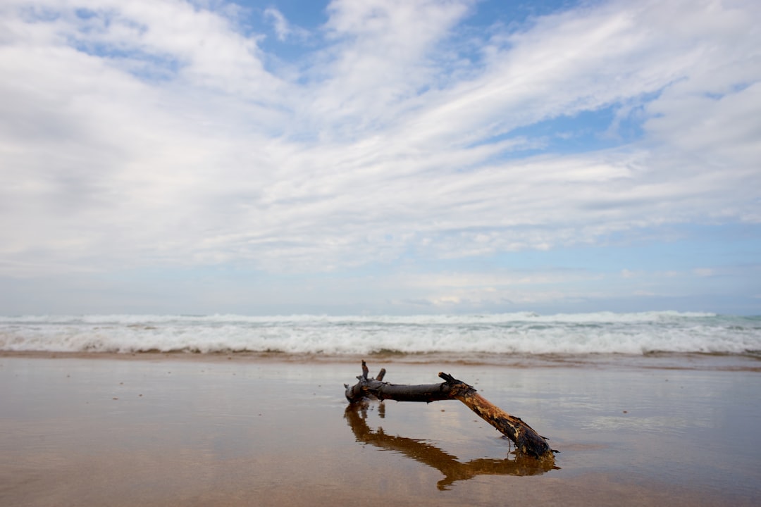 white and black bird on brown wooden log on beach during daytime